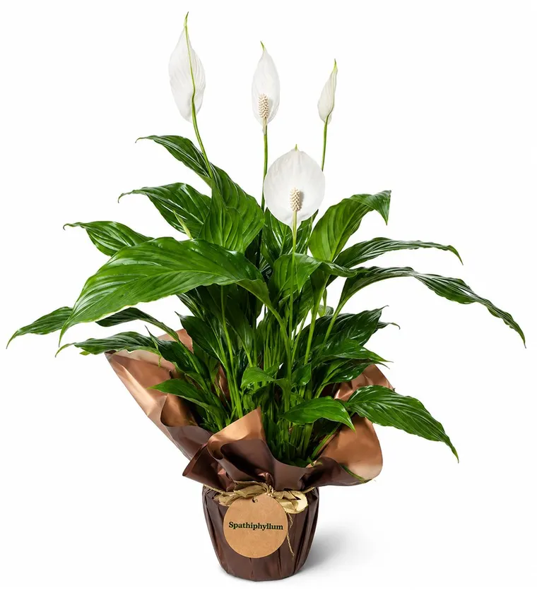 Barış Çiçeği - Spathiphyllum - Artvin çiçek siparişi